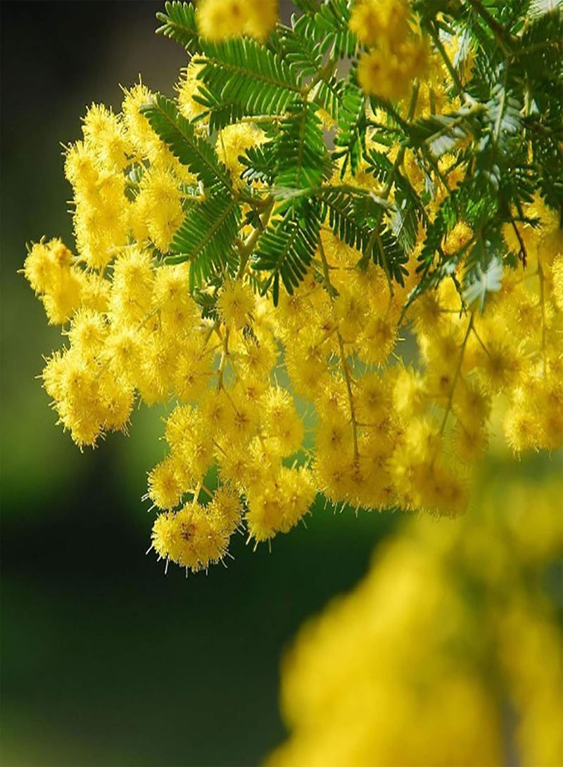 GGOOT 1 Bag Yellow Mimosa seeds Natural High Germination Rate Light Yellow Mimosa seeds for Garden Yellow Mimosa Pudica seeds - Image 1