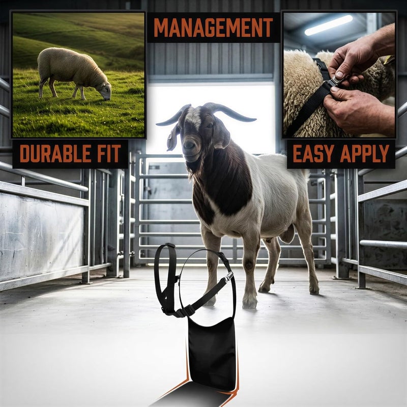 Regular scheduled transit Black Canvas Anti-Mating Apron, Breeding Harness for Goats, Adjustable Buck Straps with Durable Double Layer Fabric, Anti-Mating Apron for Sheep Farm Animal Livestock Management Global versatile design Modern look Local trackable shipment Reinforced edge Longevity upgraded craftsmanship Global flexible sizing options Seasonal & permanent compatible Heat insulation layer All user group compatible All governorates deliver Local available supply Simple multi-color universal build Simple practical structure Low wear optimized design Strategic warehouse site Durability enhanced Pre-stock well-packed goods Nationwide courier network All condition resistant crafted quality Market popular practical build Batch consistent craftsmanship Solid anti-deform Repeated use trusted quality All preference matching build - Image 3