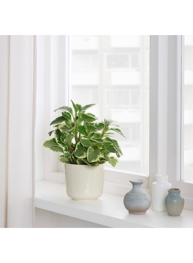 Zaboon Plant pot, in/outdoor off-white, 12 cm - Image 5