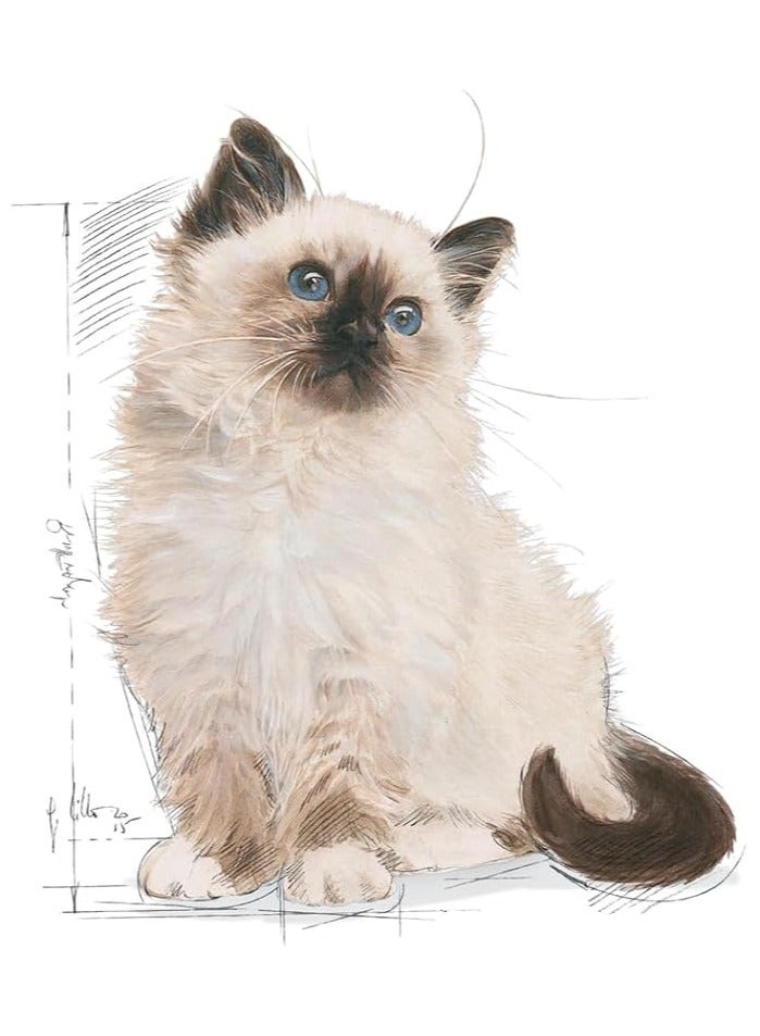 رويال كانين طعام جاف للقطط 2 كجم - Image 3