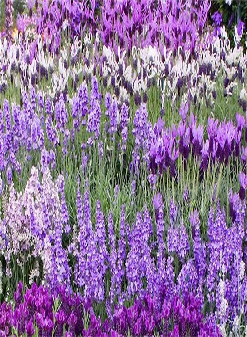 جي جوت بذور اللافندر - عبوة قيمة - بذور خارجية من المملكة المتحدة - يمكن أن تزهر بأعداد كبيرة - مجموعة حديقة المنزل - Image 2