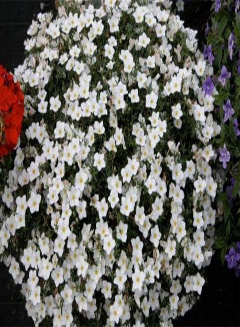 GGOOT seeds CUPFLOWER   650 seeds   White Robe   Nierembergia hippomanica   Hanging Baskets