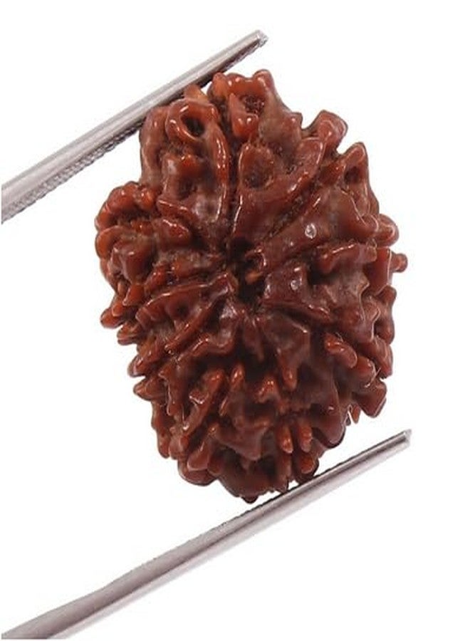 TRINETRA GEMS STONE رائع طبيعي ذو تسعة وجه Rudraksha IGL Lab معتمد من Real 9 Mukhi Rudraksha لصنع قلادة Mala Nau Mukhi Rudraksha من نيبال नव मुकी रुत्राक्ष للرجال والنساء - Image 2