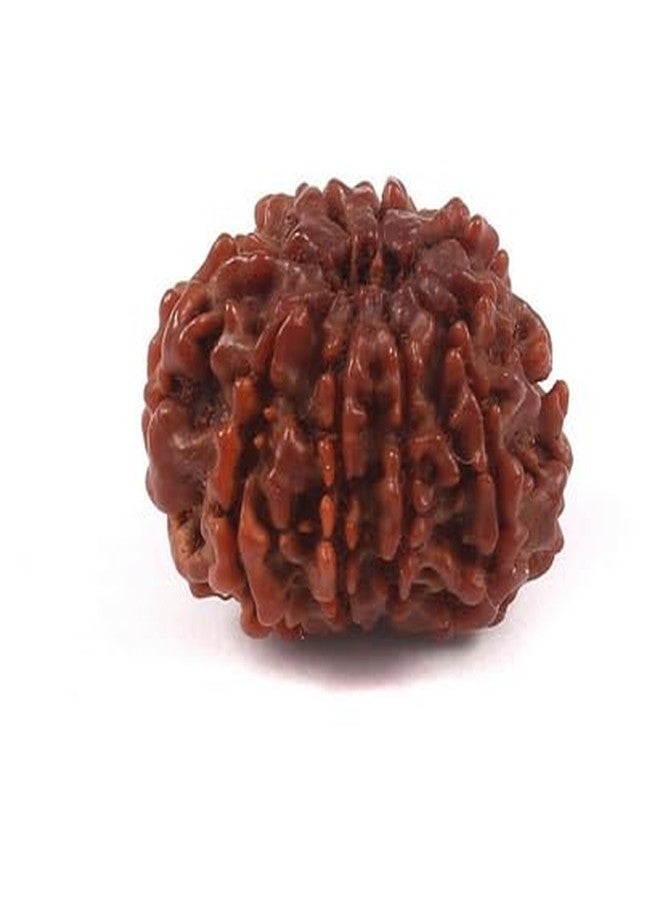 TRINETRA GEMS STONE رائع طبيعي ذو تسعة وجه Rudraksha IGL Lab معتمد من Real 9 Mukhi Rudraksha لصنع قلادة Mala Nau Mukhi Rudraksha من نيبال नव मुकी रुत्राक्ष للرجال والنساء - Image 3
