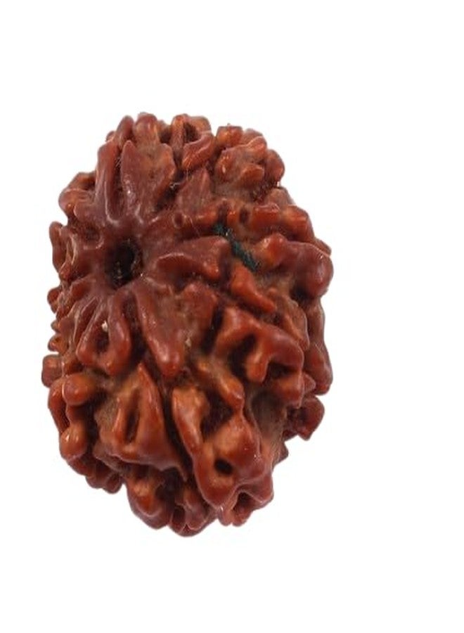 TRINETRA GEMS STONE رائع طبيعي ذو تسعة وجه Rudraksha IGL Lab معتمد من Real 9 Mukhi Rudraksha لصنع قلادة Mala Nau Mukhi Rudraksha من نيبال नव मुकी रुत्राक्ष للرجال والنساء - Image 1