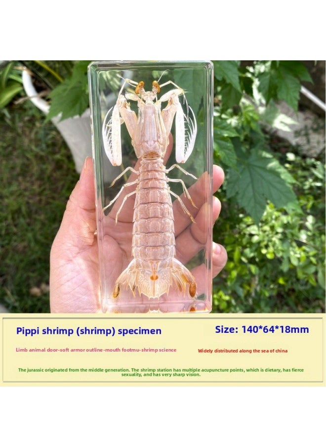 Insect Specimen Real Mono Fairy Amber Scarab Book Town Home Desk Decoration Mantis Spider Scorpion Factory-Color:Pippi Shrimp  - Image 1