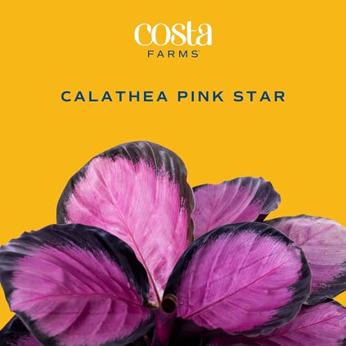 Costa Farms Calathea Pink Star Live Plant in Decorative Pot, Indoor Houseplant, Perfect for Home, Room, or Office Decor, Great House Warming or Birthday Gift, 12-18 Inches Tall - Image 3
