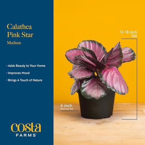 Costa Farms Calathea Pink Star Live Plant in Decorative Pot, Indoor Houseplant, Perfect for Home, Room, or Office Decor, Great House Warming or Birthday Gift, 12-18 Inches Tall - Image 4