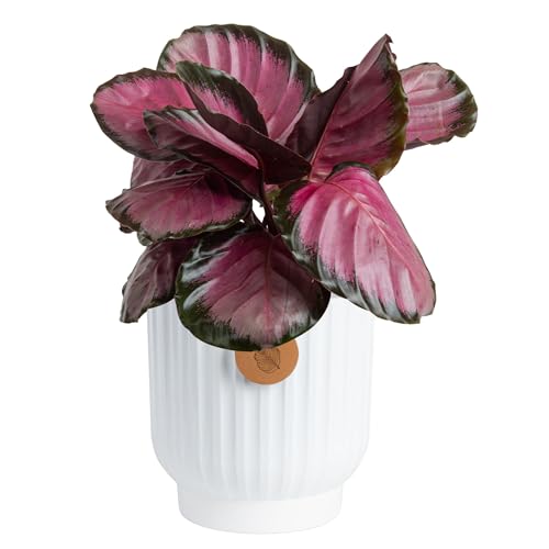 Costa Farms Calathea Pink Star Live Plant in Decorative Pot, Indoor Houseplant, Perfect for Home, Room, or Office Decor, Great House Warming or Birthday Gift, 12-18 Inches Tall - Image 1