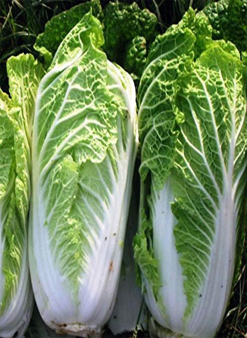 GGOOT Seeds Napa - Chinese Cabbage - Heirloom Vegetable - GMO Free - Image 5