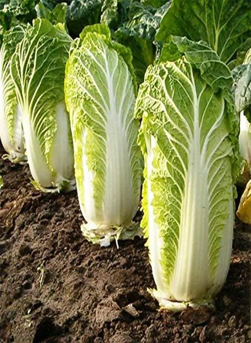 GGOOT Seeds Napa - Chinese Cabbage - Heirloom Vegetable - GMO Free - Image 2
