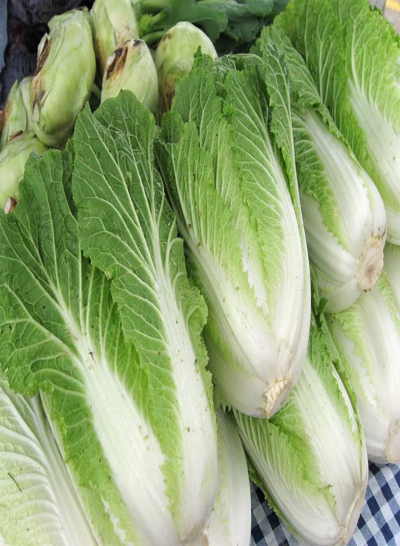 GGOOT Seeds Napa - Chinese Cabbage - Heirloom Vegetable - GMO Free - Image 3