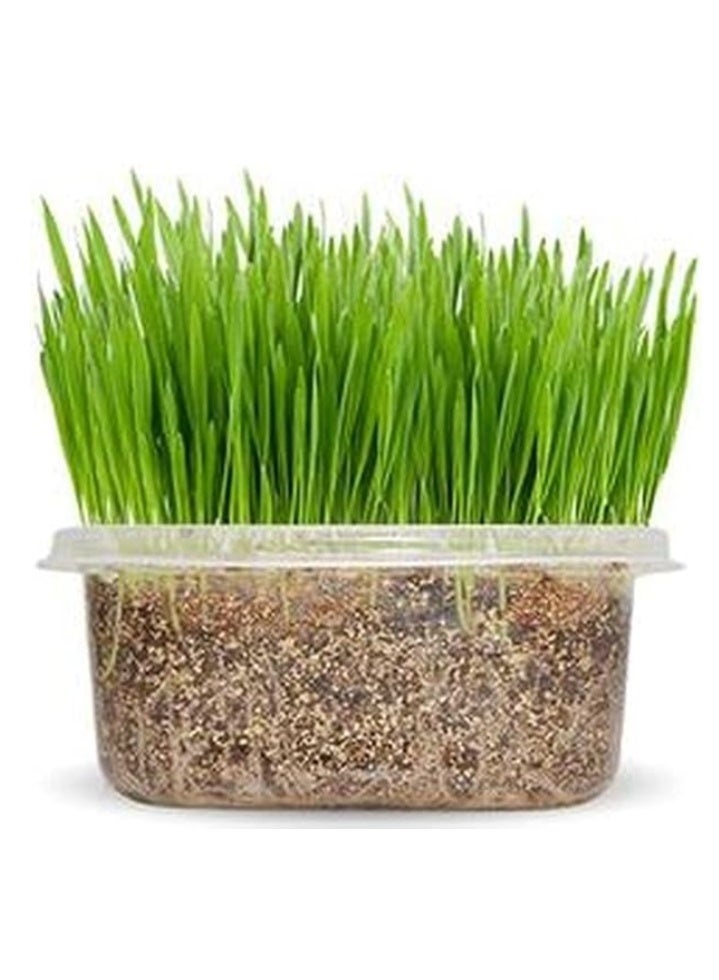 200Gram Cat Grass Seeds for Planting - Image 2