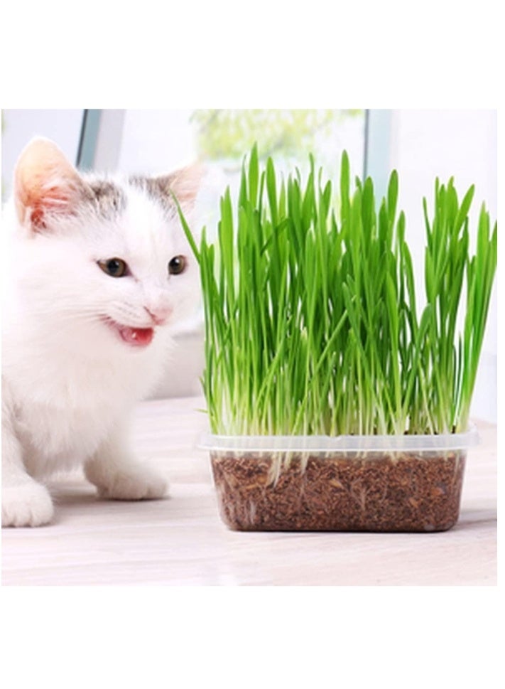 200Gram Cat Grass Seeds for Planting - Image 1