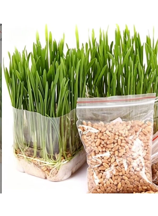200Gram Cat Grass Seeds for Planting - Image 3