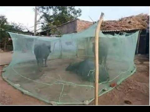 Divayanshi Bird Netting [Heavy Duty] Protect Plants and Fruit Trees, 10Ft x16Ft - Image 5