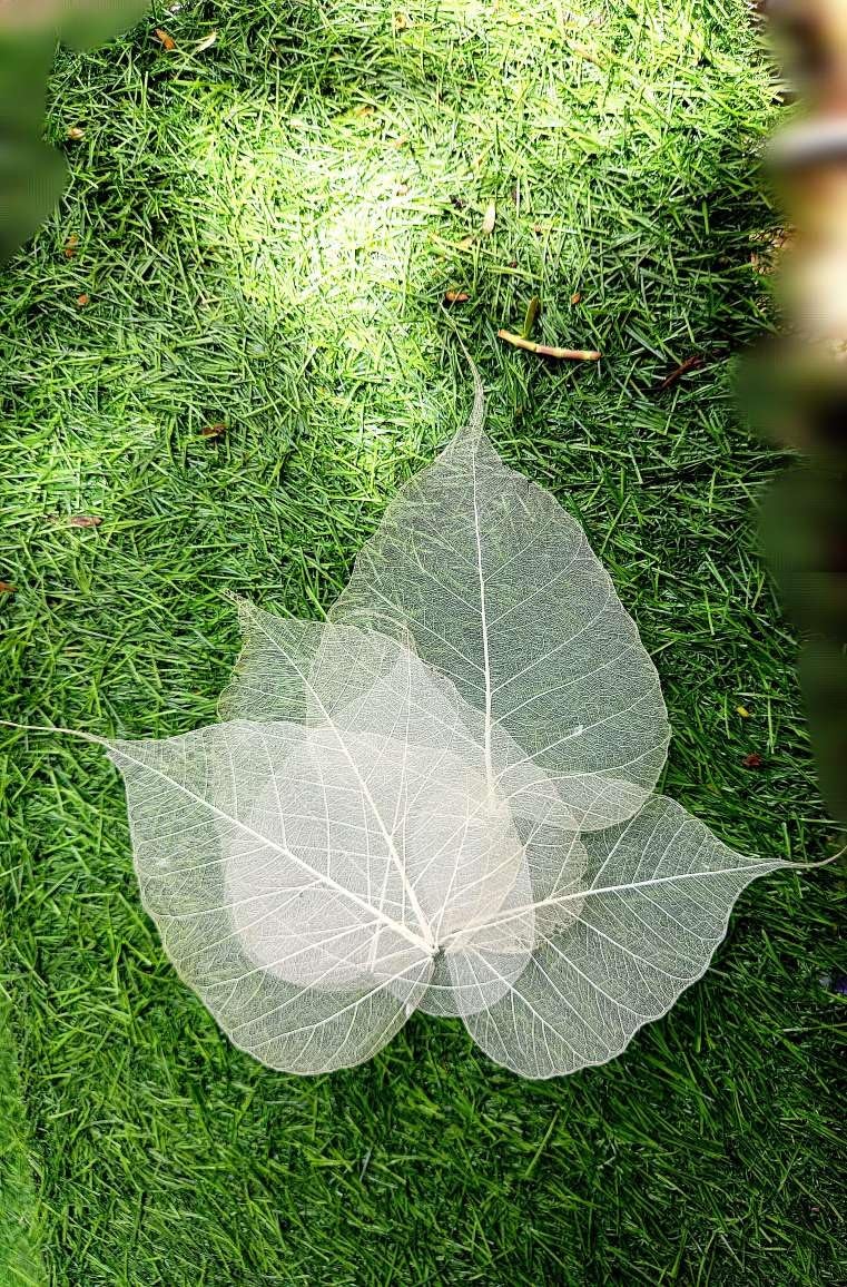 Gachwala Natural Skeleton Leaves (Pack of 100 ), Leaf Skeleton, Dry Leaf Veins for Craft DÉCOR/Card Making/Invitations/Gift Tags DIY Craft Tools (White) - Image 1