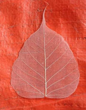 Gachwala Natural Skeleton Leaves (Pack of 100 ), Leaf Skeleton, Dry Leaf Veins for Craft DÉCOR/Card Making/Invitations/Gift Tags DIY Craft Tools (White) - Image 4