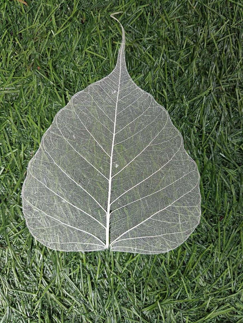 Gachwala Natural Skeleton Leaves (Pack of 100 ), Leaf Skeleton, Dry Leaf Veins for Craft DÉCOR/Card Making/Invitations/Gift Tags DIY Craft Tools (White) - Image 2