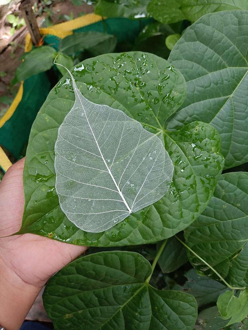 Gachwala Natural Skeleton Leaves (Pack of 100 ), Leaf Skeleton, Dry Leaf Veins for Craft DÉCOR/Card Making/Invitations/Gift Tags DIY Craft Tools (White) - Image 3