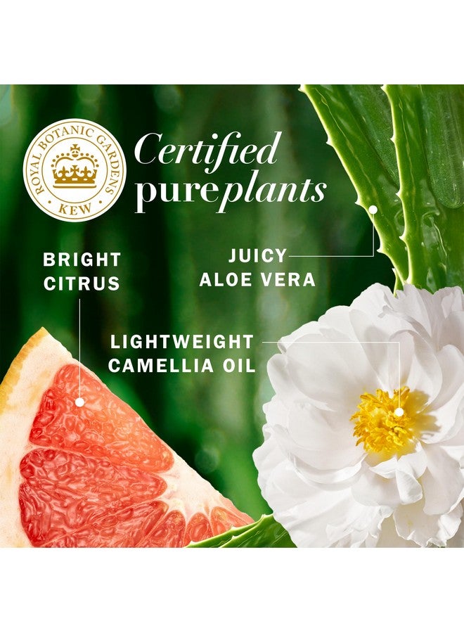 بروكتير & جامبل بلسم هيربل إسنسز بخلاصة الجريب فروت لتكثيف الشعر، 13.5 أونصة سائلة، مع زيت الكاميليا المعتمد والصبار، لجميع أنواع الشعر، وخاصة الشعر الناعم - Image 3