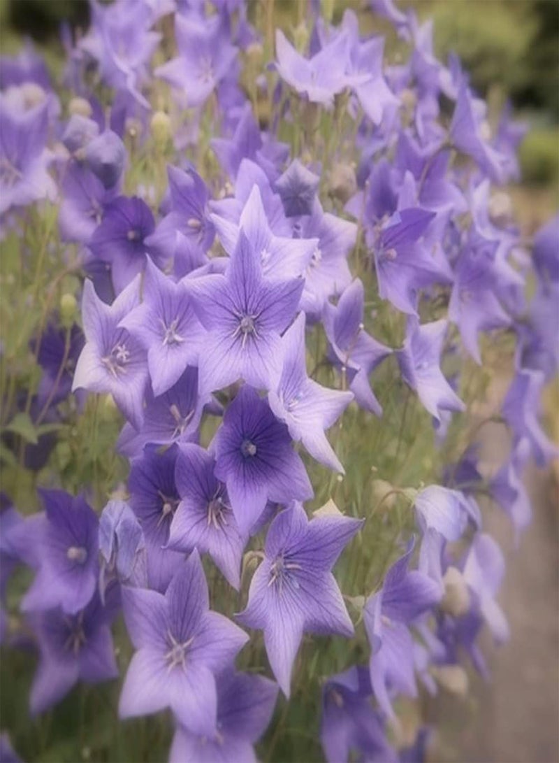 GGOOT 50pcs Platycodon Grandiflorus Seeds Quiet and Elegant Unique Strong Aroma Become Your Home Garden Great Decoration Entry-Level Variety Efficient Planting - Image 1