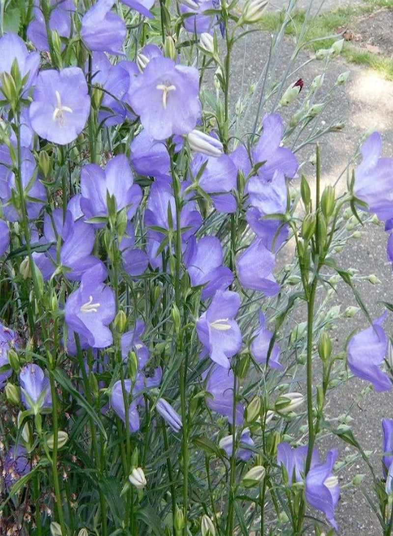 GGOOT 50pcs Platycodon Grandiflorus Seeds Quiet and Elegant Unique Strong Aroma Become Your Home Garden Great Decoration Entry-Level Variety Efficient Planting - Image 3