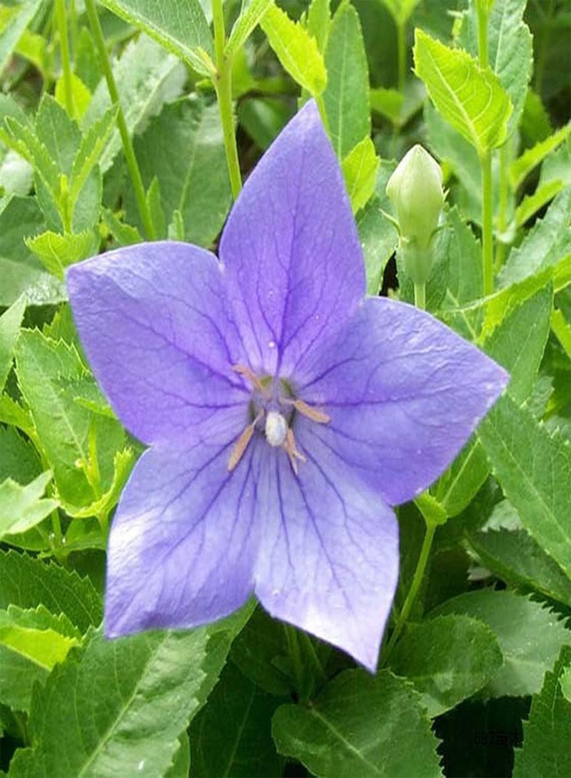 GGOOT 50pcs Platycodon Grandiflorus Seeds Quiet and Elegant Unique Strong Aroma Become Your Home Garden Great Decoration Entry-Level Variety Efficient Planting - Image 2