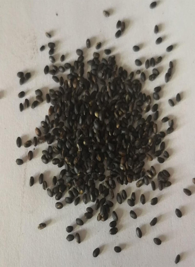 GGOOT Home Garden Seeds Pack Of Murraya Exotica Seeds Non GMO Natural Productive Gardening Seeds for Balcony Seed 1size - Image 5