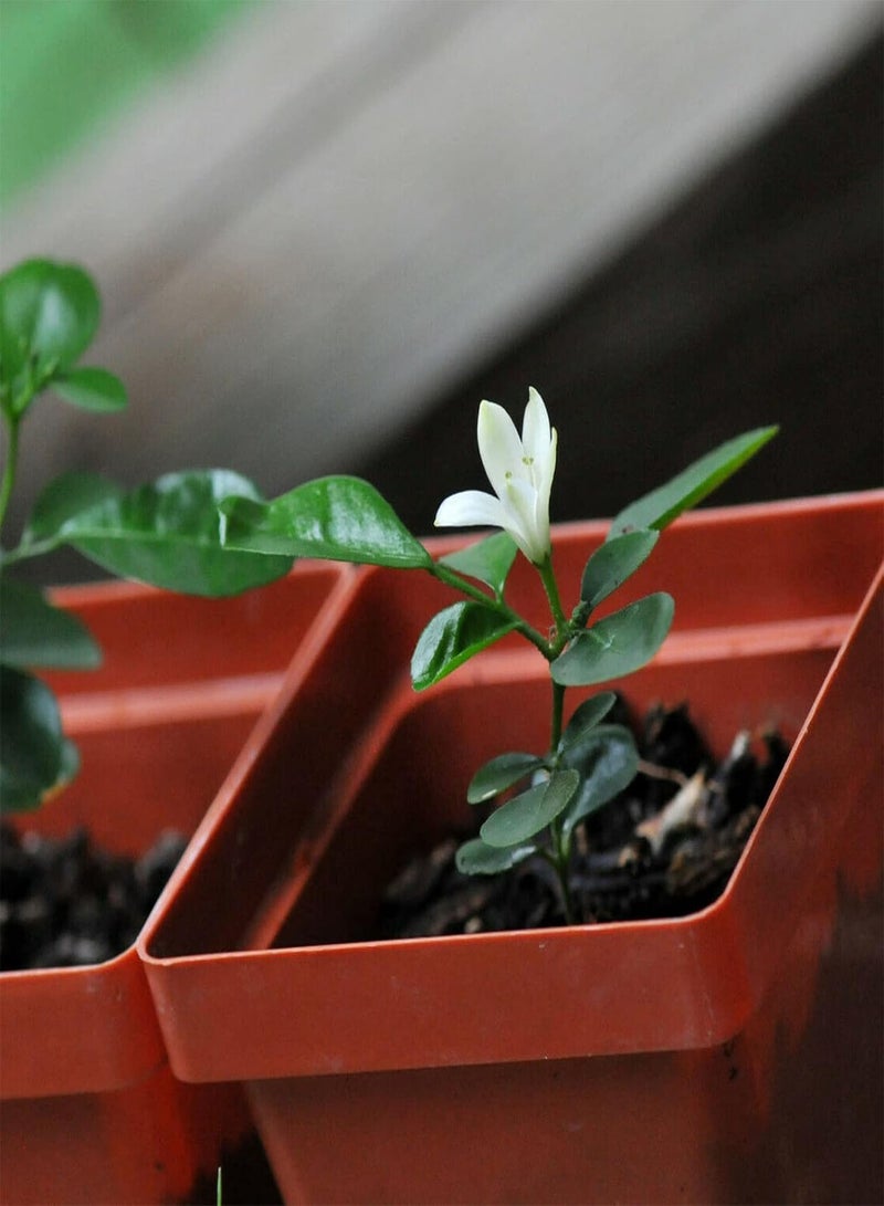 GGOOT Home Garden Seeds Pack Of Murraya Exotica Seeds Non GMO Natural Productive Gardening Seeds for Balcony Seed 1size - Image 2