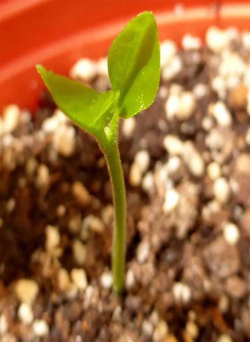 GGOOT Home Garden Seeds Pack Of Murraya Exotica Seeds Non GMO Natural Productive Gardening Seeds for Balcony Seed 1size - Image 3