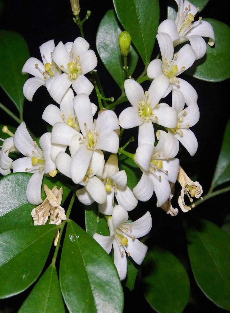 GGOOT Home Garden Seeds Pack Of Murraya Exotica Seeds Non GMO Natural Productive Gardening Seeds for Balcony Seed 1size - Image 4