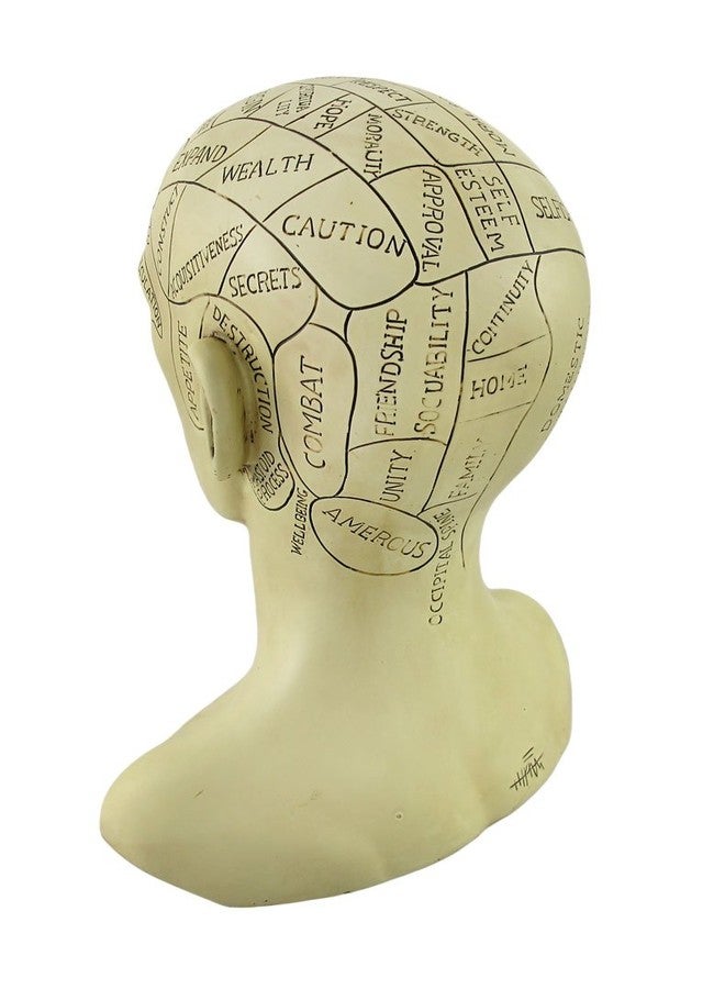 Things2Die4 Creepy Cast Resin Phrenology Head Victorian Steampunk - Image 3