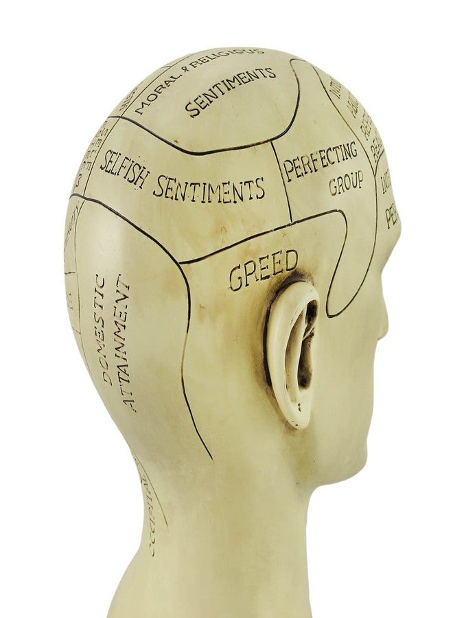 Things2Die4 Creepy Cast Resin Phrenology Head Victorian Steampunk - Image 4