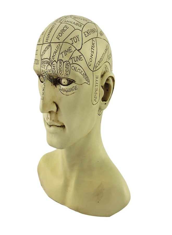 Things2Die4 Creepy Cast Resin Phrenology Head Victorian Steampunk - Image 2