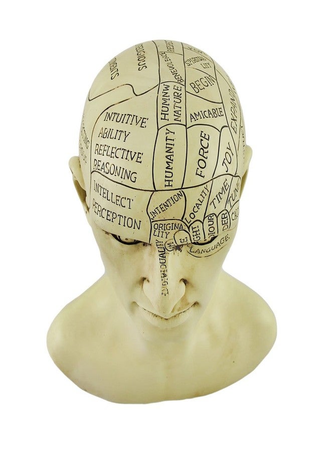 Things2Die4 Creepy Cast Resin Phrenology Head Victorian Steampunk - Image 5