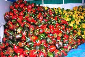 CropBoost Vegetable Special Liquid Fertilizer Kisan Excel Plus 1 Lit Increase Crop Yield Improove Plant Root System  - Image 3