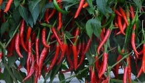 CropBoost Vegetable Special Liquid Fertilizer Kisan Excel Plus 1 Lit Increase Crop Yield Improove Plant Root System  - Image 2