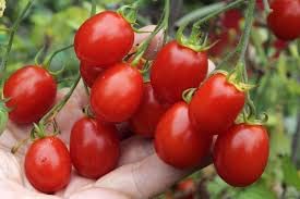 CropBoost Vegetable Special Liquid Fertilizer Kisan Excel Plus 1 Lit Increase Crop Yield Improove Plant Root System  - Image 4