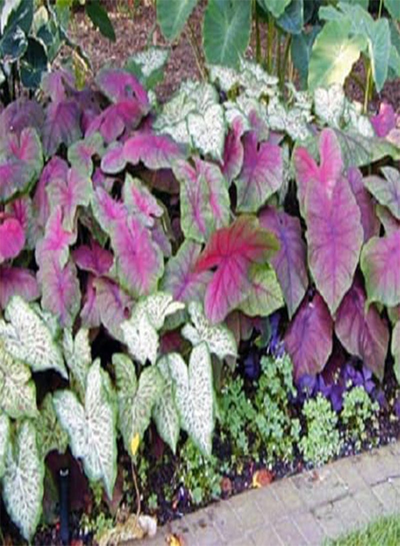 GGOOT 10pcs Fresh Caladium Flower Seeds - Image 1