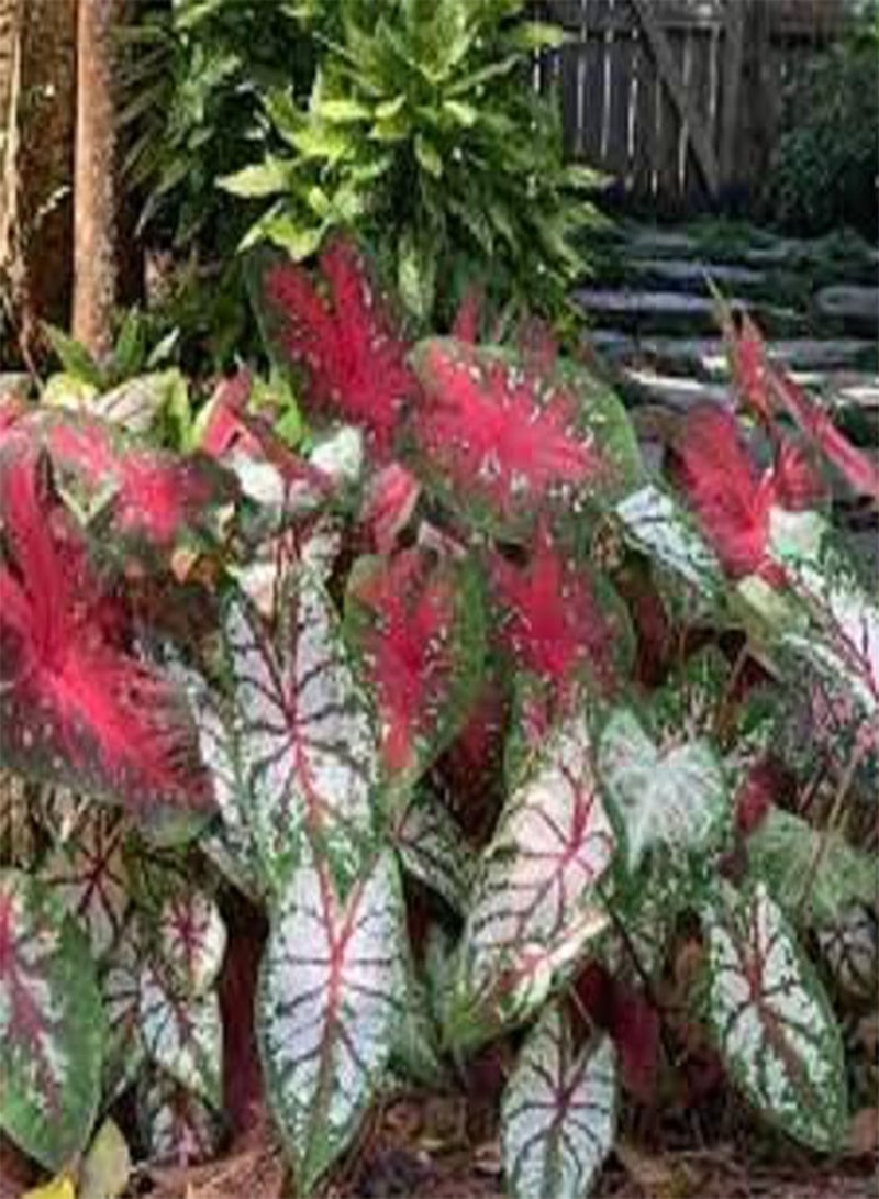 GGOOT 10pcs Fresh Caladium Flower Seeds - Image 2