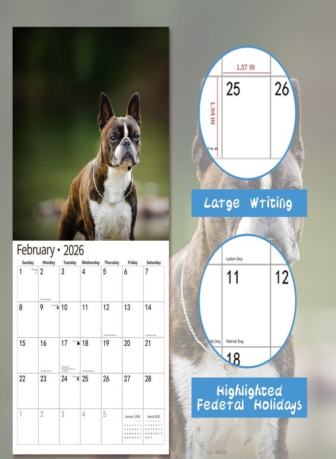 windrio 2026 Wall Calendar,Calendar 2026, November 2025 - December 2026, Wall Calendar Boston Terriers, 12" x 24" Opened,Full Page Months Thick & Sturdy Paper for Calendar Organizing & Planning - Image 3