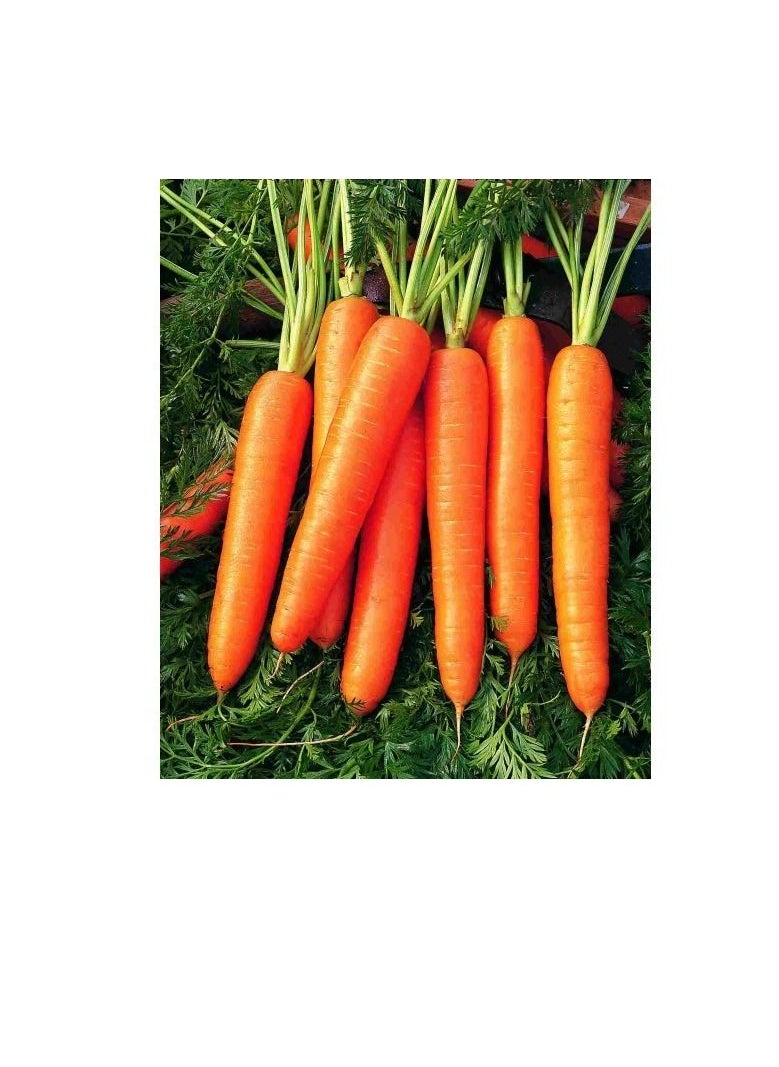 Euro Garden - Carrot Nantesa 5 - Image 1