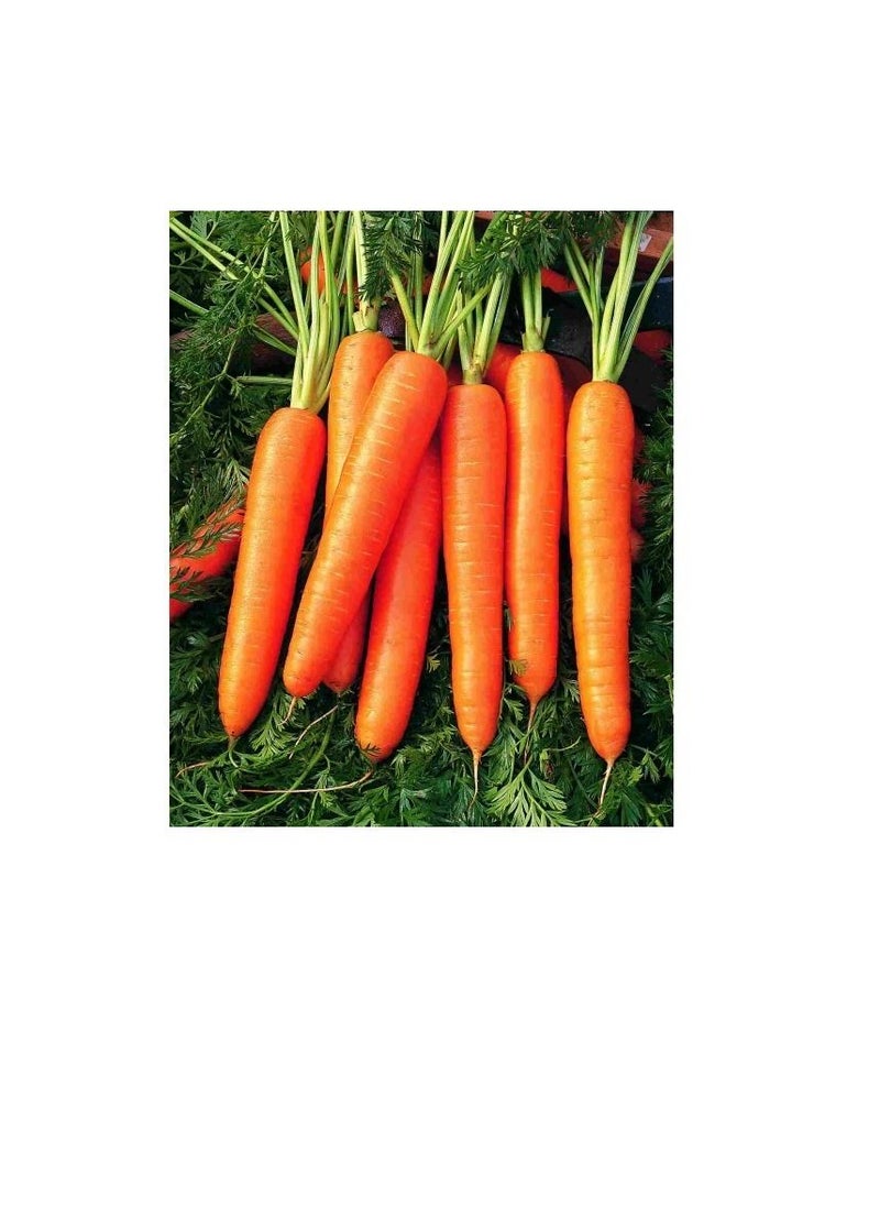 Euro Garden - Carrot Nantesa 5 - Image 1