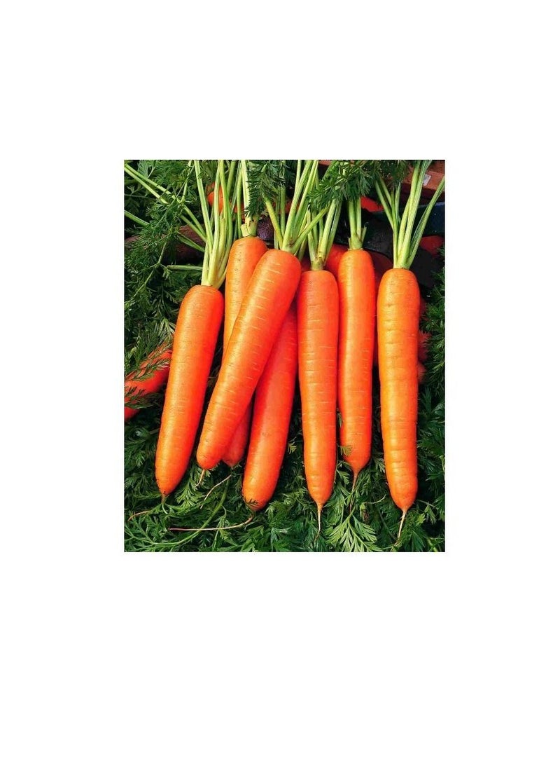Euro Garden - Carrot Nantesa 5 - Image 1