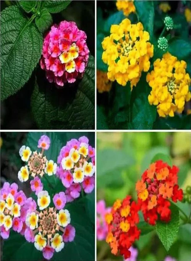GGOOT 200Pcs Mix Lantana Seeds Faint Fragrance When Flowers Bloom Make Cut Flower Bouquets for Long Term Preservation Beautiful Garden Decoration - Image 1