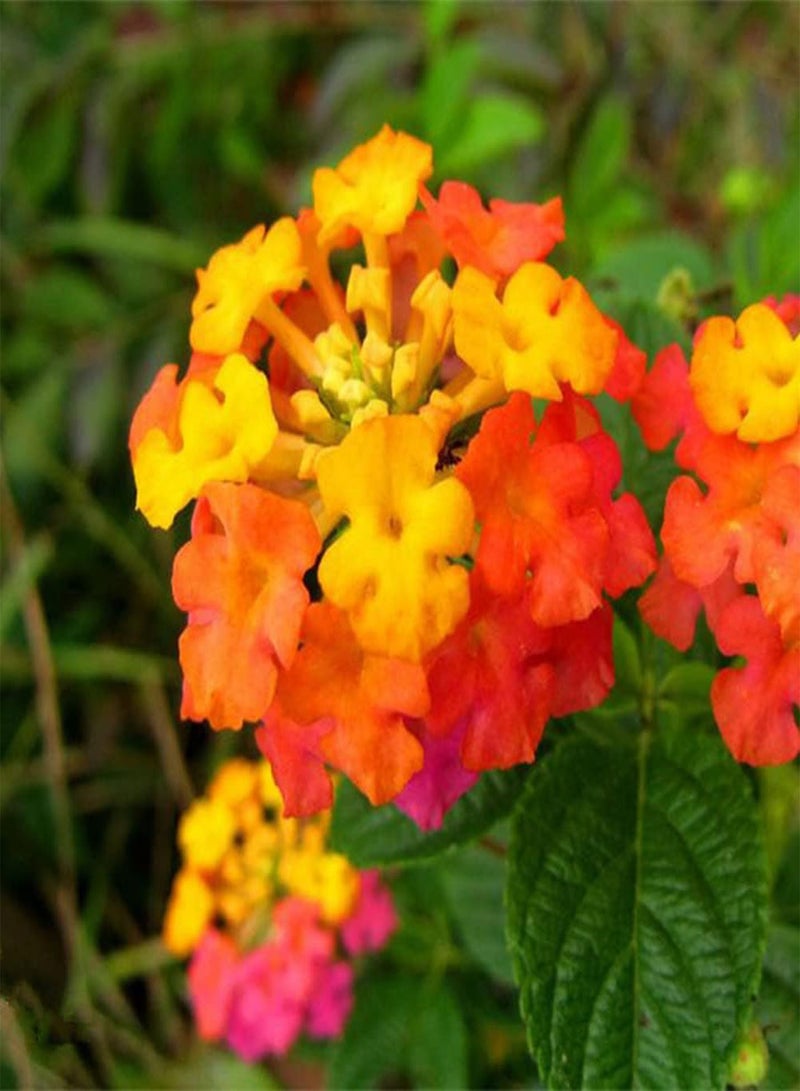 GGOOT 200Pcs Mix Lantana Seeds Faint Fragrance When Flowers Bloom Make Cut Flower Bouquets for Long Term Preservation Beautiful Garden Decoration - Image 3