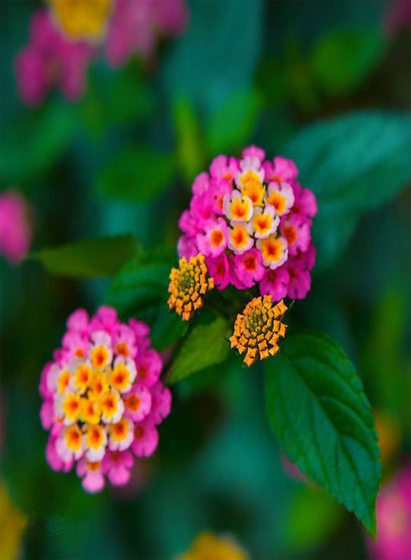 GGOOT 200Pcs Mix Lantana Seeds Faint Fragrance When Flowers Bloom Make Cut Flower Bouquets for Long Term Preservation Beautiful Garden Decoration - Image 2