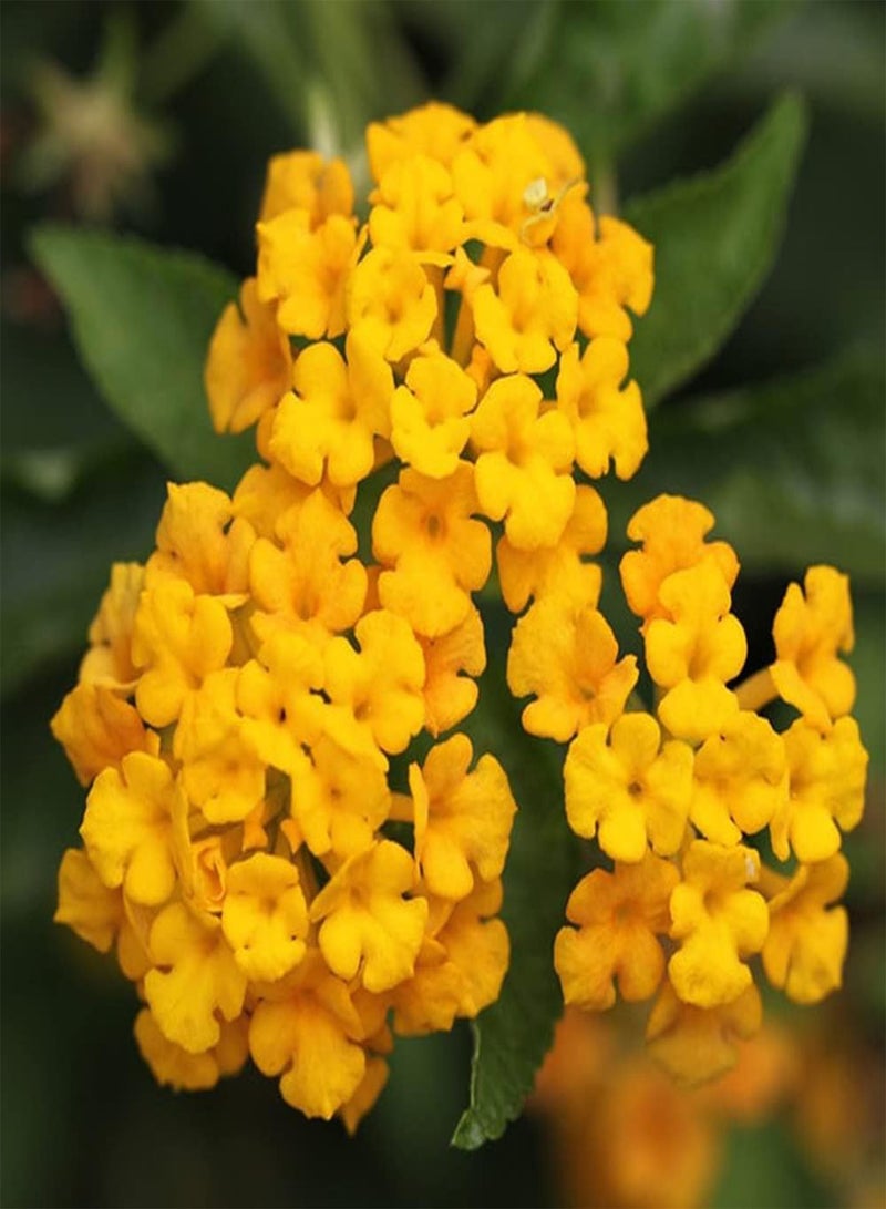GGOOT 200Pcs Mix Lantana Seeds Faint Fragrance When Flowers Bloom Make Cut Flower Bouquets for Long Term Preservation Beautiful Garden Decoration - Image 4