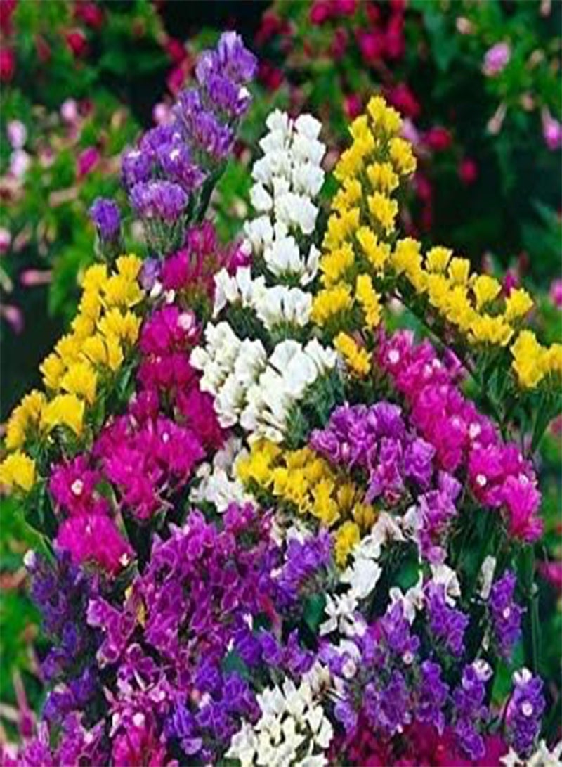Flower Seeds: Statice Exotic Seeds for Terrace and Kitchen Gardening (9 Packets) Garden Plant Seeds by